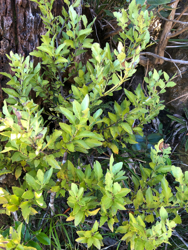 Phyllocladus trichomanoides observed 2026-10-25