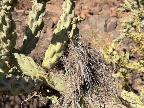 Cactus Wren