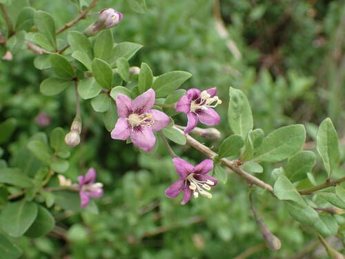 Lycium chinense observed 2026-10-25