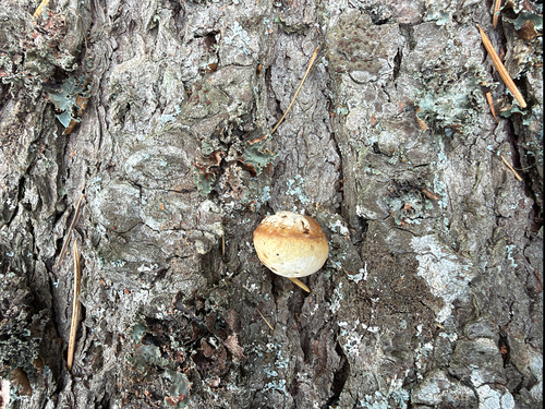 Cryptoporus volvatus observed 2026-10-25