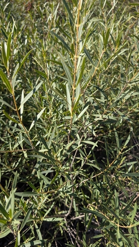 Phillyrea angustifolia, 2026-10-25