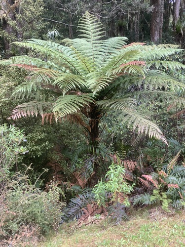 Dicksonia squarrosa observed 2026-10-25