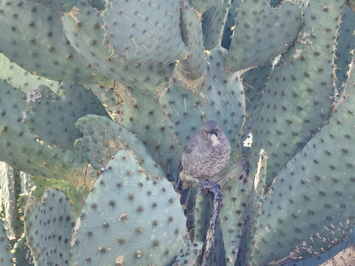 Curve-billed Thrasher