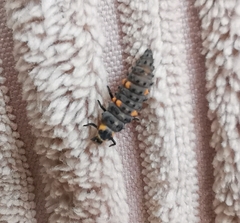 Coccinella septempunctata