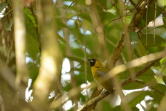 Caryothraustes poliogaster