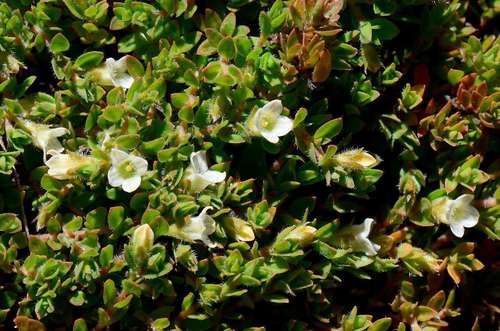 Image of Mitrasacme pilosa by (c) gmgoods, some rights reserved (CC BY)