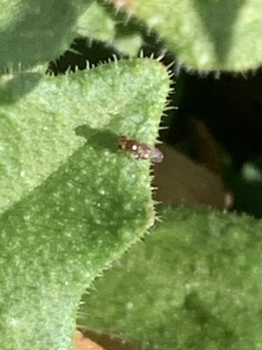Tobacco Flea Beetle