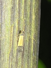 Anacampsis coverdalella