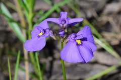 Utricularia beaugleholei