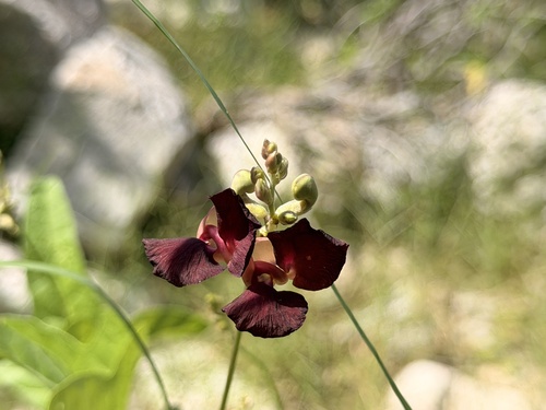 Macroptilium atropurpureum observed 2026-10-25