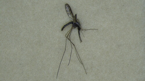 Anopheles atratipes