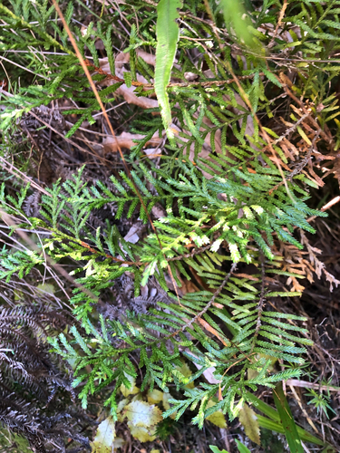 Libocedrus bidwillii observed 2026-10-25
