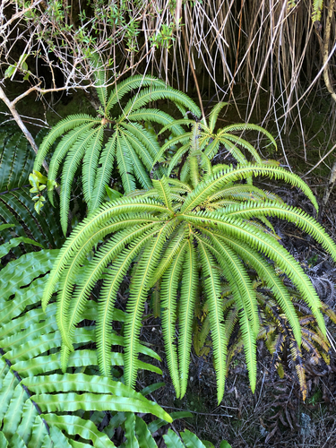 Sticherus cunninghamii observed 2026-10-25