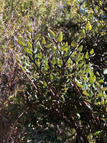 Nothofagus solandri observed 2026-10-25