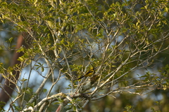 Icterus prosthemelas