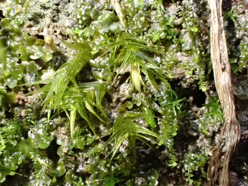 Orthothecium rufescens observed 2026-10-24