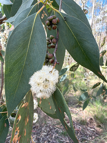 Eucalyptus dives observed 2026-10-24