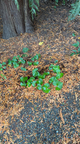 Asarum caudatum observed 2026-10-25