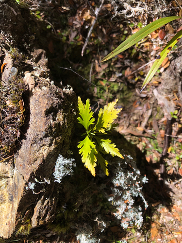 Phyllocladus trichomanoides observed 2026-10-25