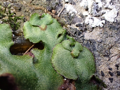 Marchantia quadrata observed 2026-10-24