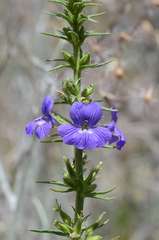 Stemodia florulenta
