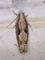 Gretchena delicatana