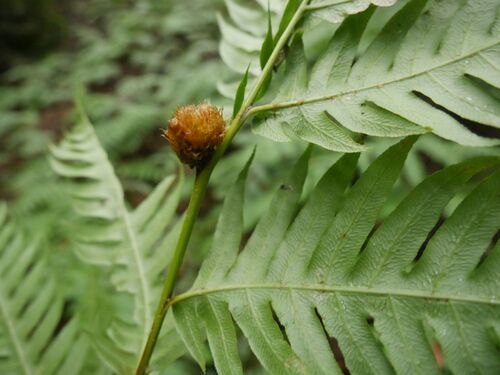 Woodwardia radicans observed 2026-10-19