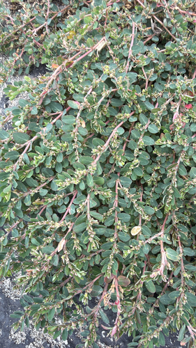 Euphorbia prostrata observed 2026-10-25