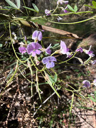 Glycine clandestina observed 2026-10-24