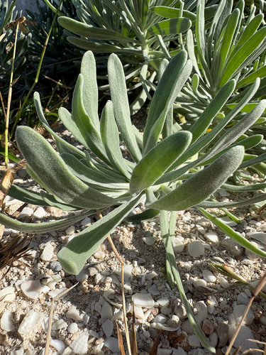 Tournefortia gnaphalodes observed 2026-10-25