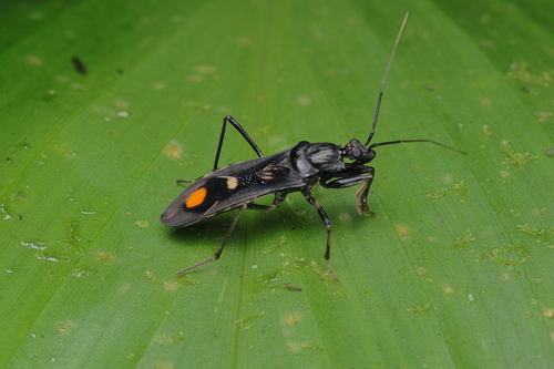 Rasahus limai
