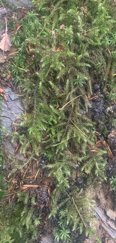 Rhytidiadelphus loreus observed 2026-10-25