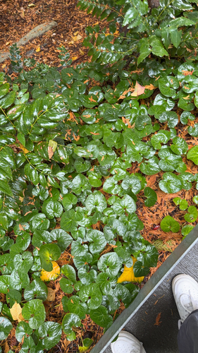 Asarum caudatum observed 2026-10-25