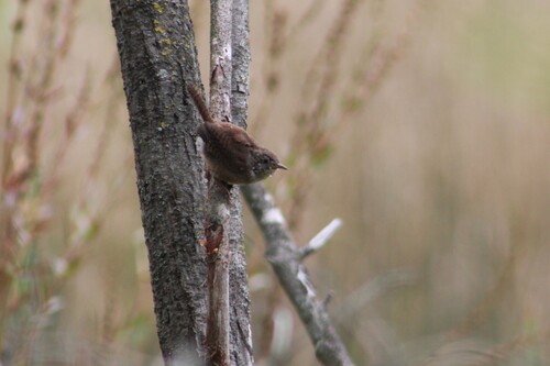 Northern House Wren