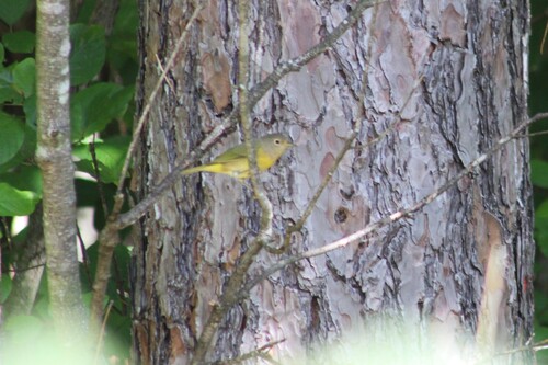 Nashville Warbler