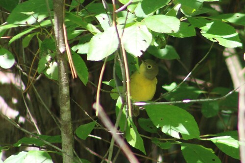 Nashville Warbler