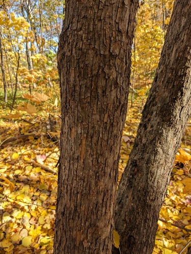 Ostrya virginiana, 2026-10-25