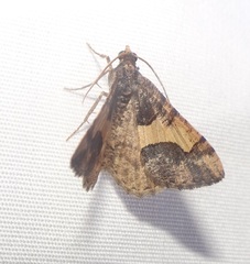 Frederickia hypaethrata