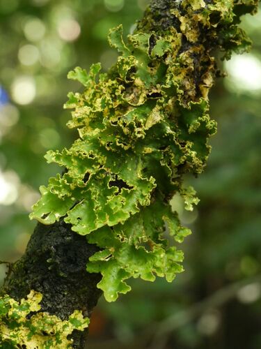 Pseudocyphellaria observed 2026-10-22