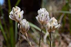 Ptilotus erubescens