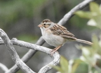 Clay-colored Sparrow