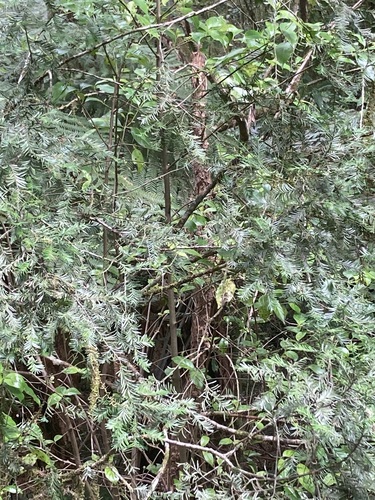 Prumnopitys ferruginea observed 2026-10-25
