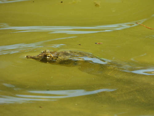 Spiny Softshell