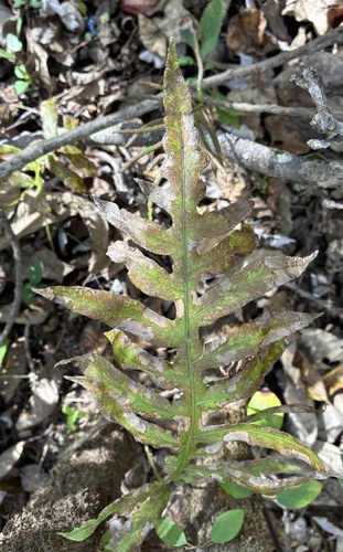 Lorinseria areolata observed 2026-10-25