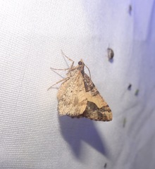 Frederickia hypaethrata