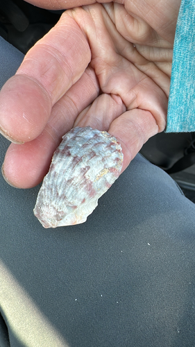 Argopecten gibbus observed 2026-10-25