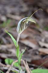 Pterostylis dolichochila