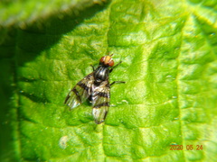 Otitinae
