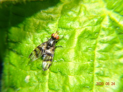 Otitinae