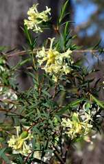 Pimelea stricta
